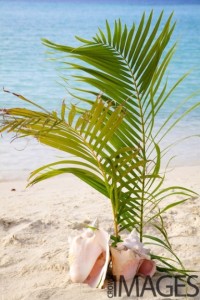 shell and palm decor for beach wedding